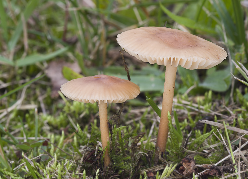 Marasmius oreades